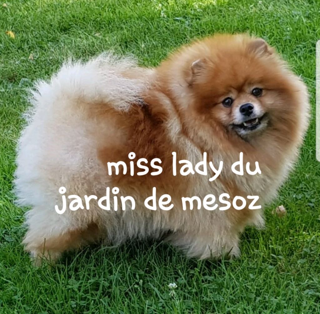Miss lady du jardin de Mesoz