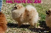  - HALYNAYE DU JARDIN DE MESOZ au Paris dog show 2014