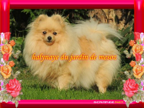 Halynaye beauty du jardin de Mesoz