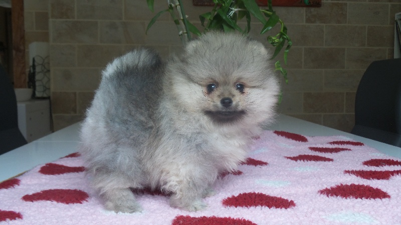 Miss lady du jardin de Mesoz