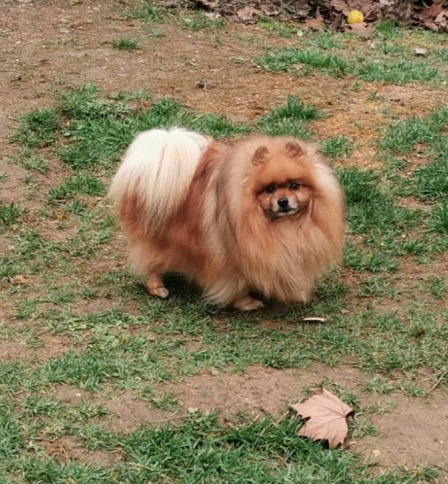 Nino cerruti du jardin de Mesoz