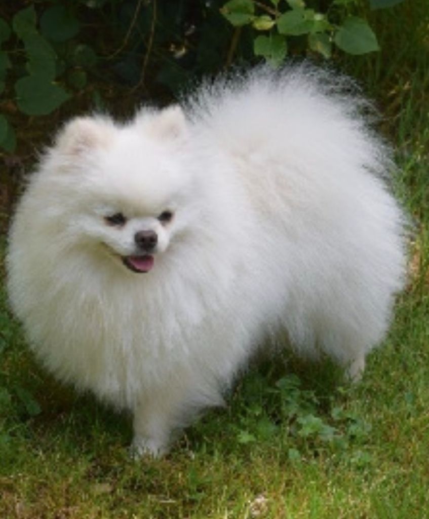 CH. Polly de brachy-blanche