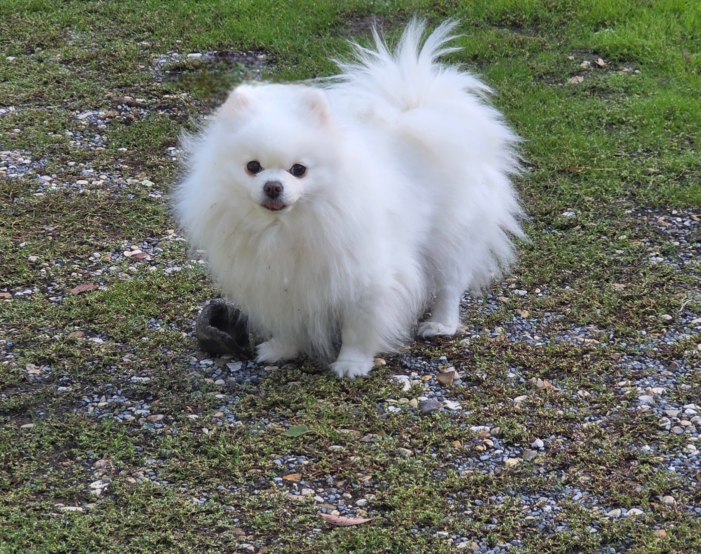 Pixie du jardin de Mesoz