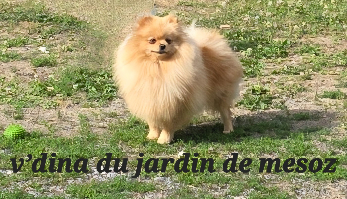 Vdina du jardin de Mesoz