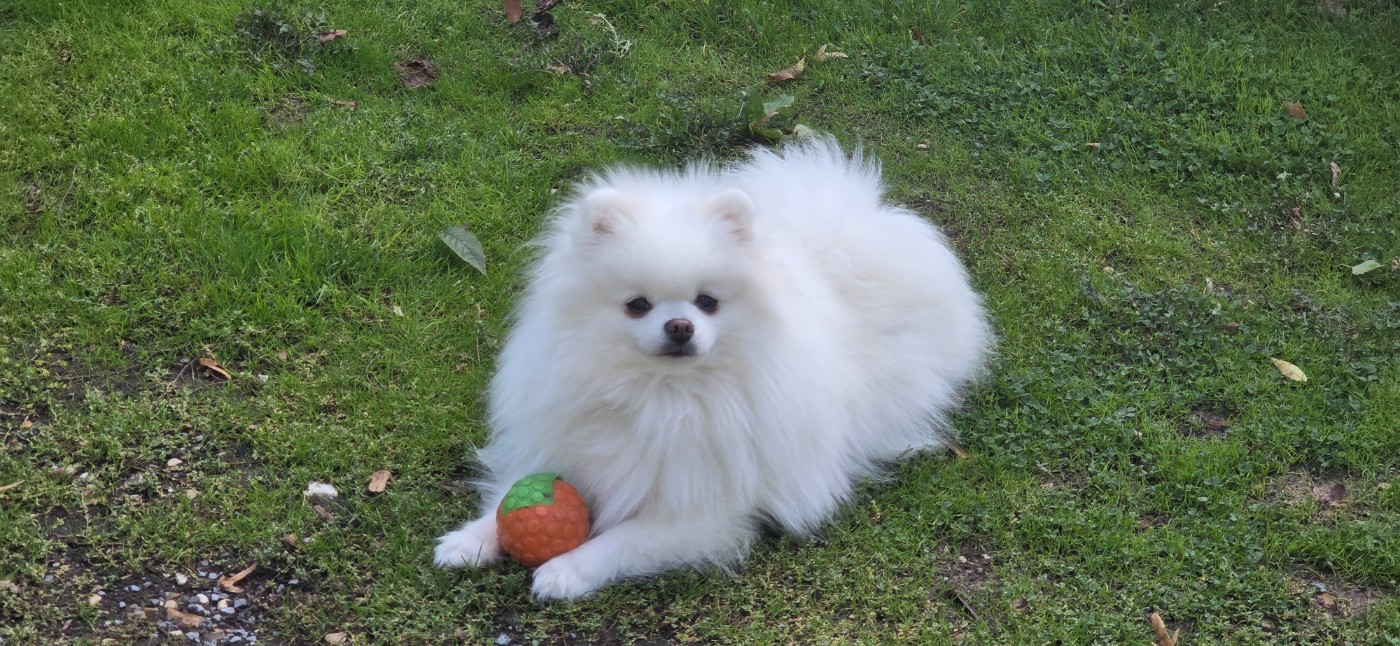 CH. Umika du jardin de Mesoz