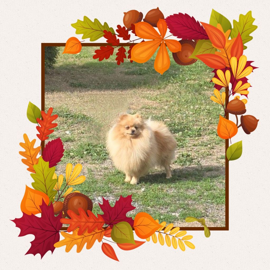 Vdina du jardin de Mesoz