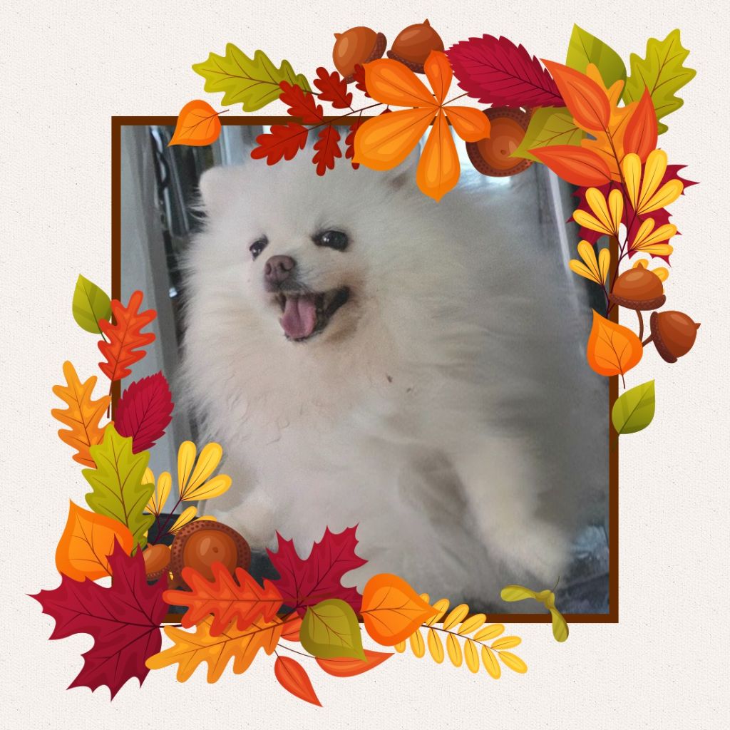 CH. Listel de branchy blanche