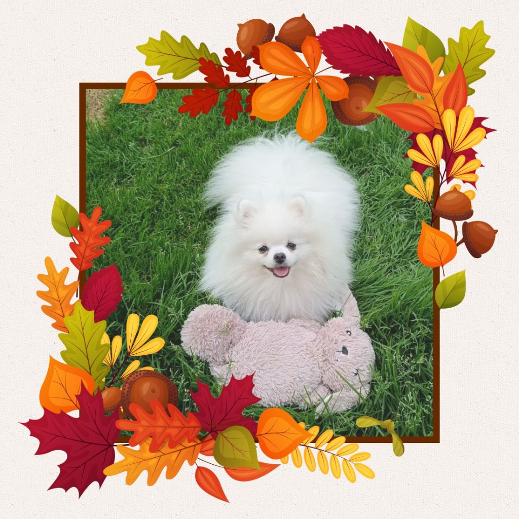 CH. Umika du jardin de Mesoz