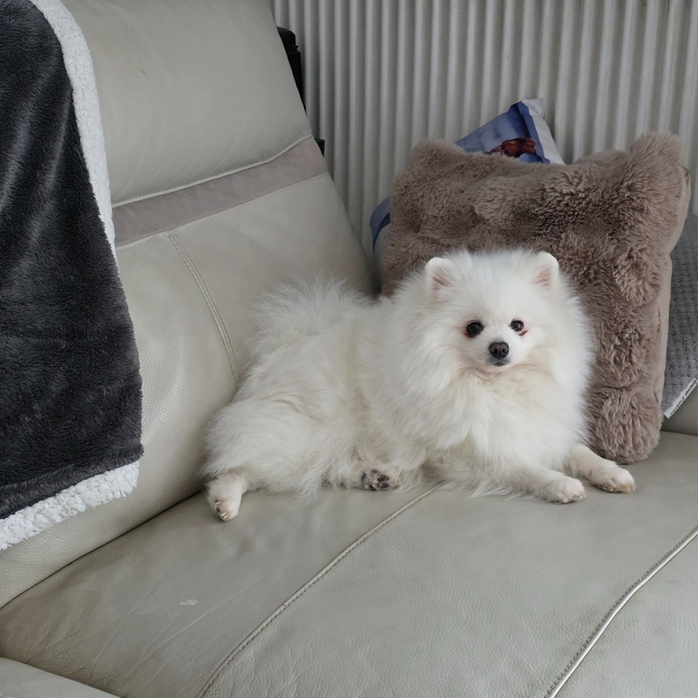 Patty blanche de brachy-blanche