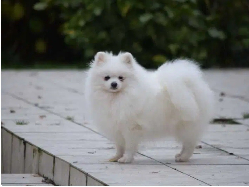 Patty blanche de brachy-blanche