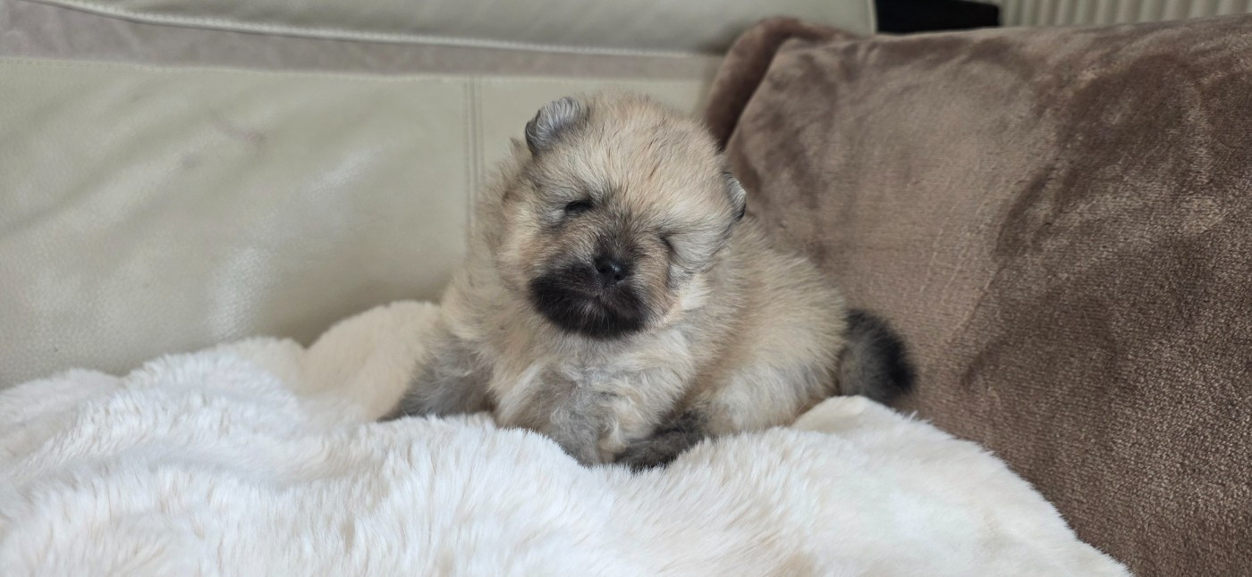 Bouille d'amour du jardin de Mesoz