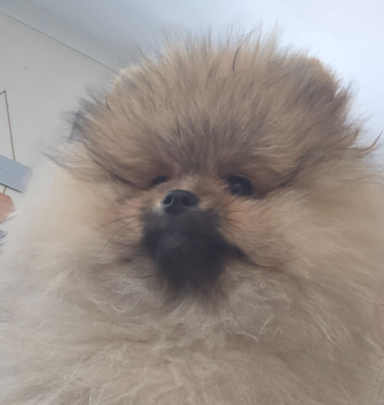 B  du jardin de Mesoz