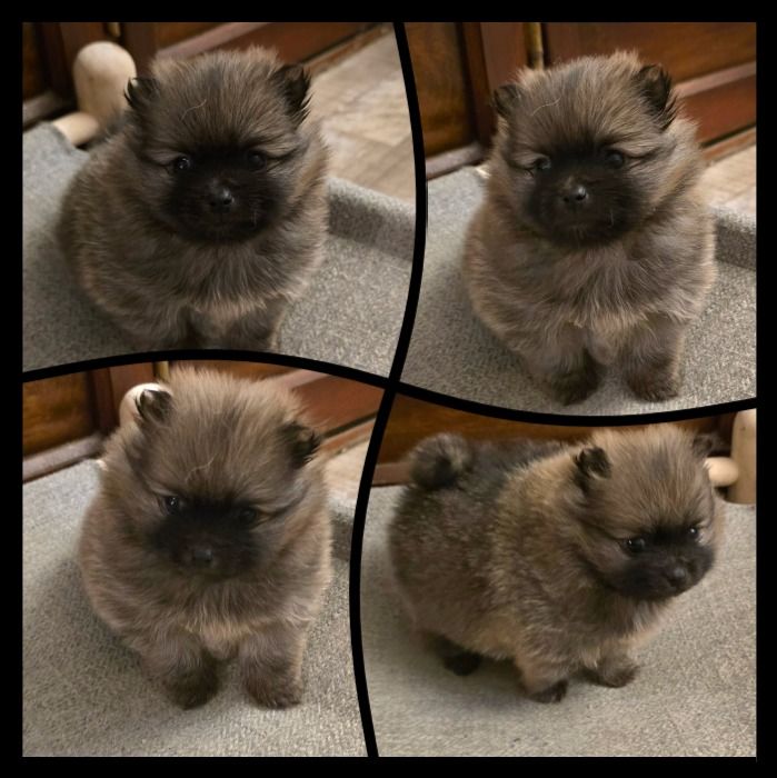 du jardin de Mesoz - Chiot femelle disponible, renseignements par téléphone 