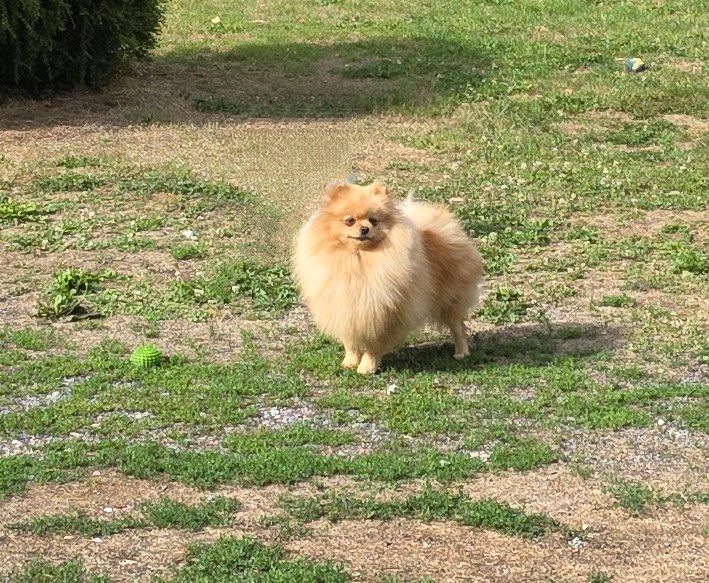 Prochaine saillie v'dina du jardin de mesoz