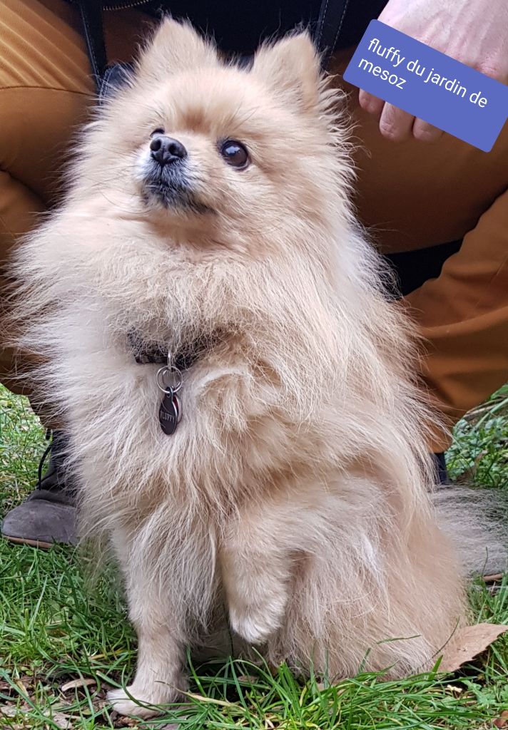 du jardin de Mesoz - Fluffy DU jardin de mesoz
