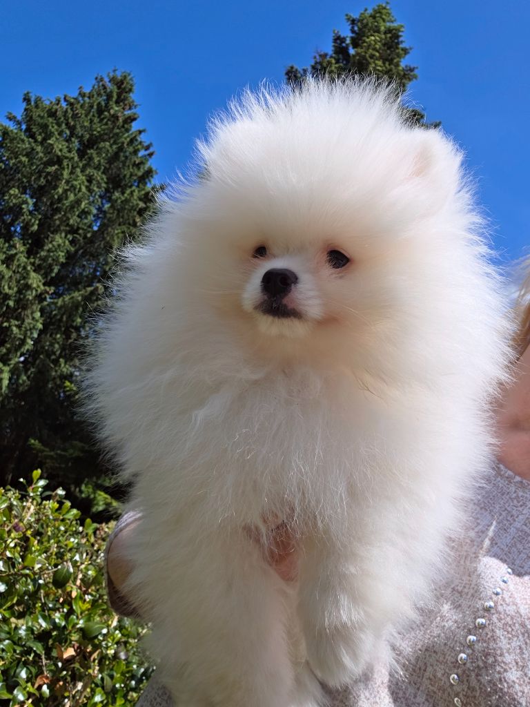 CHIOT  DISPONIBLE