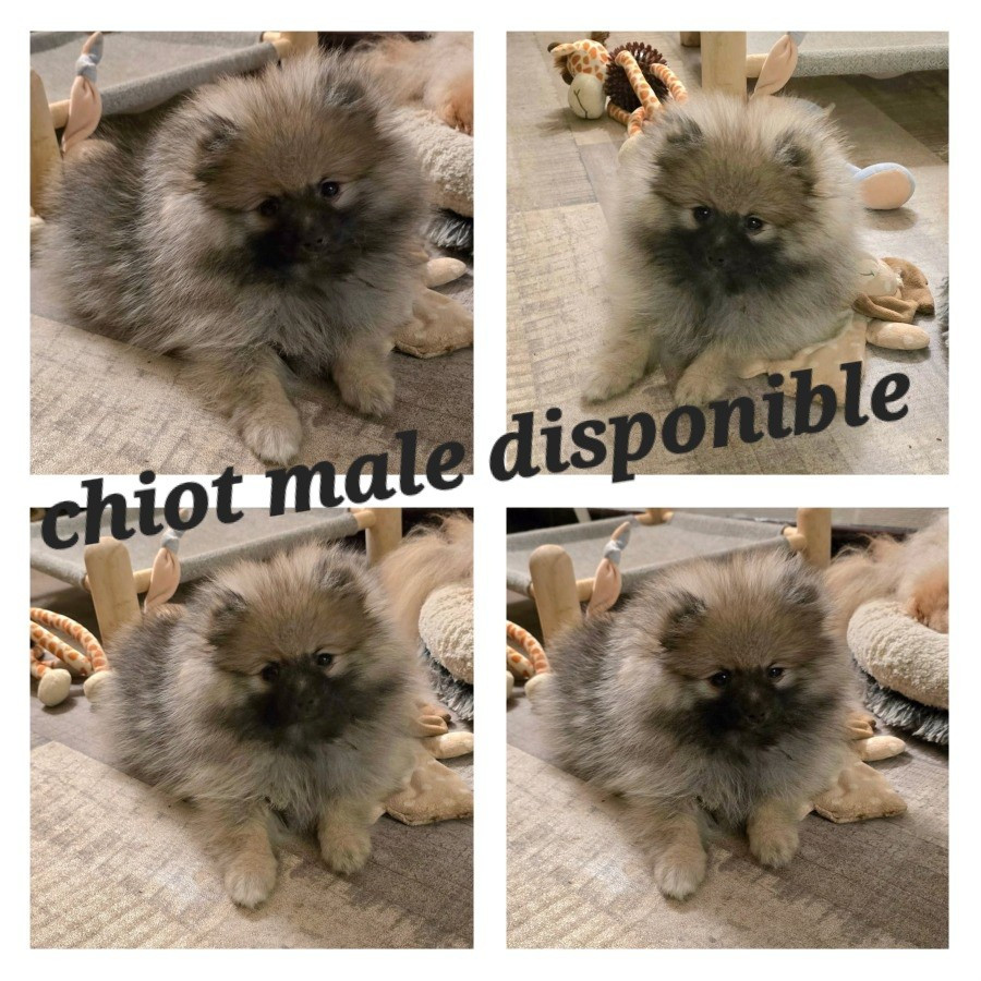 Chiot male disponible de suite