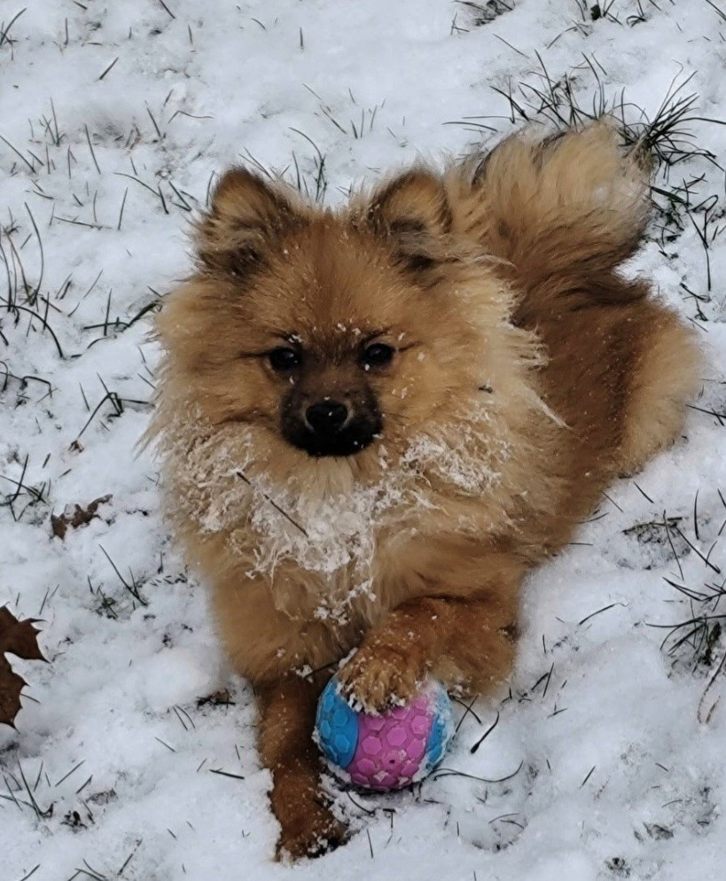 Chiot male disponible de suite