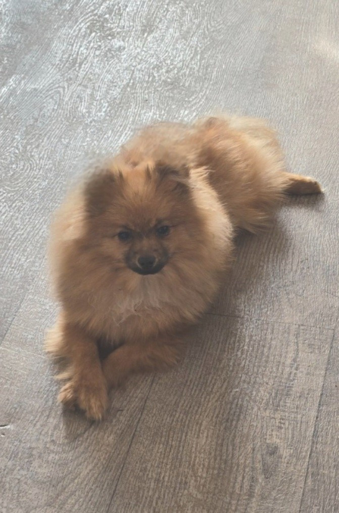 Joli male lof disponible de suite