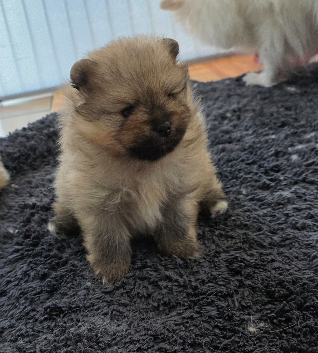 Joli male lof disponible de suite