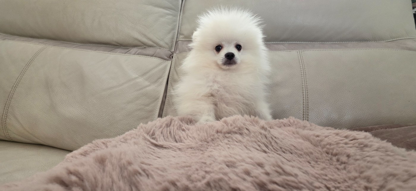 male nain lof disponible