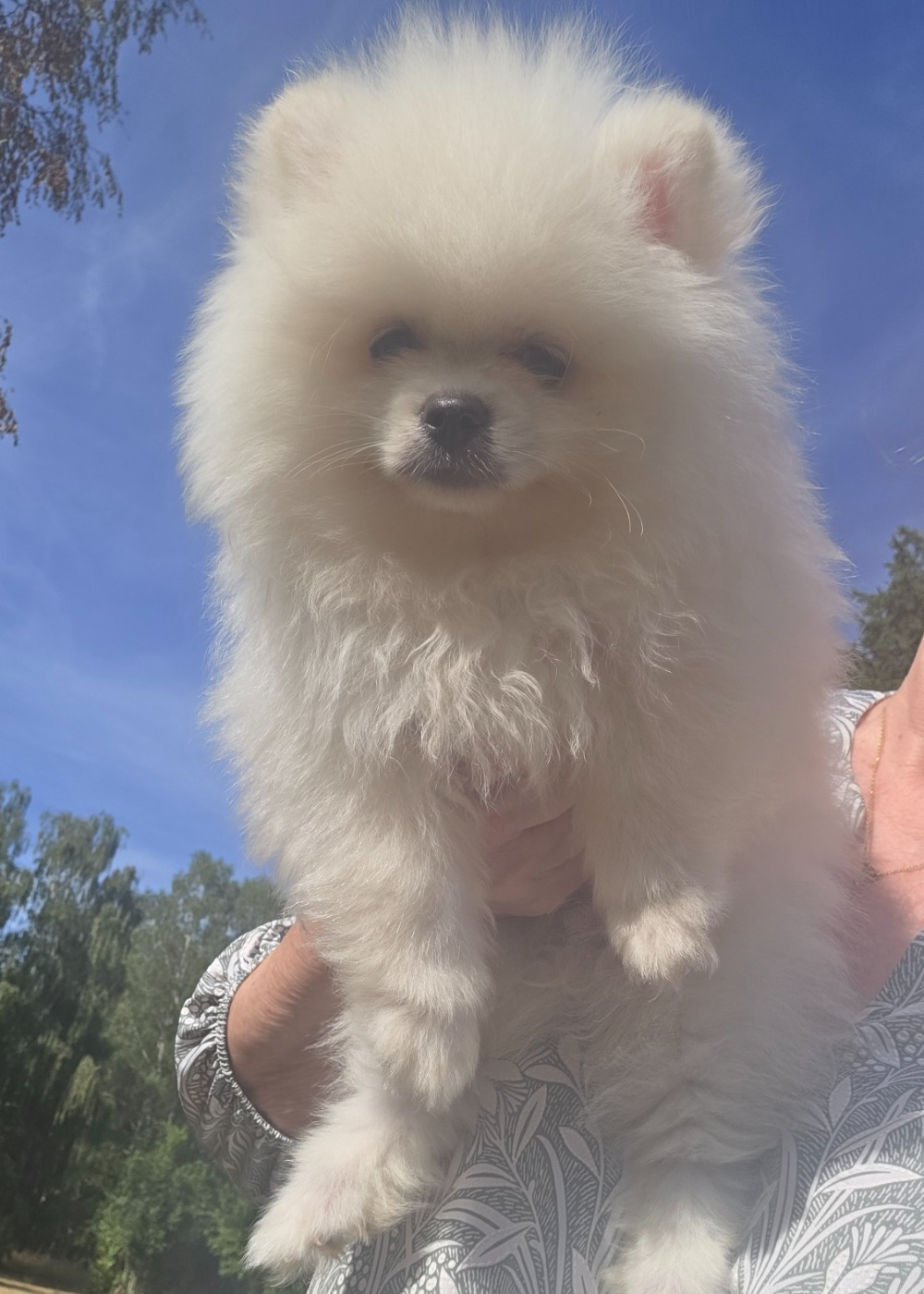 male nain blanc lof disponible
