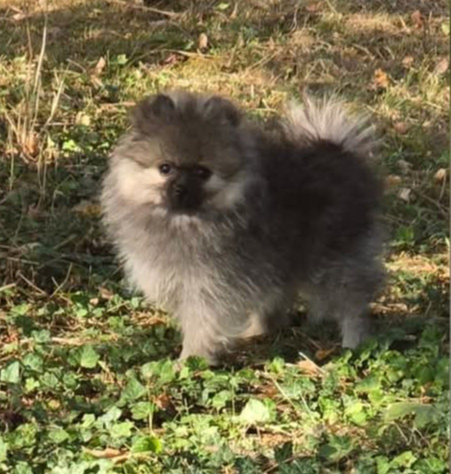 Chiot femelle sable lof disponible