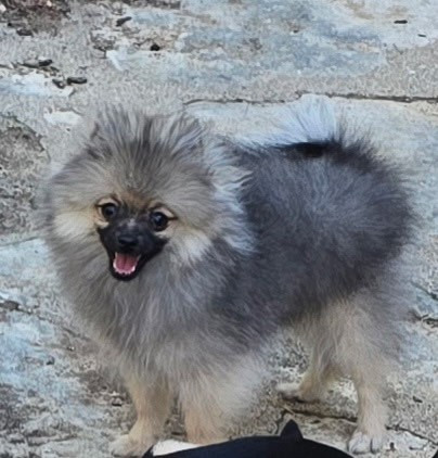 Chiot femelle 4 mois sable disponible lof super caractere