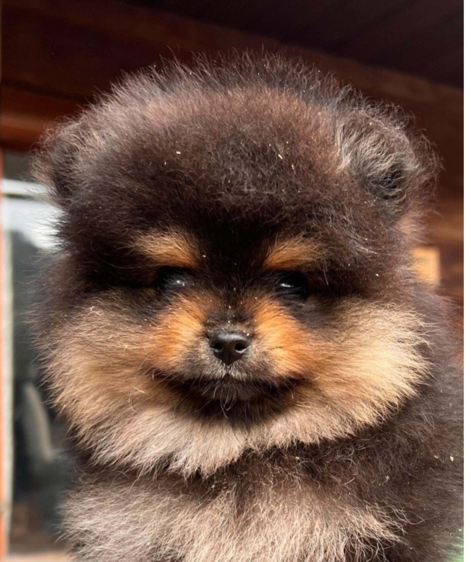 Chiot male lof disponible