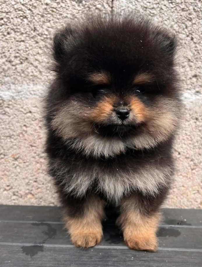 Chiot male lof disponible