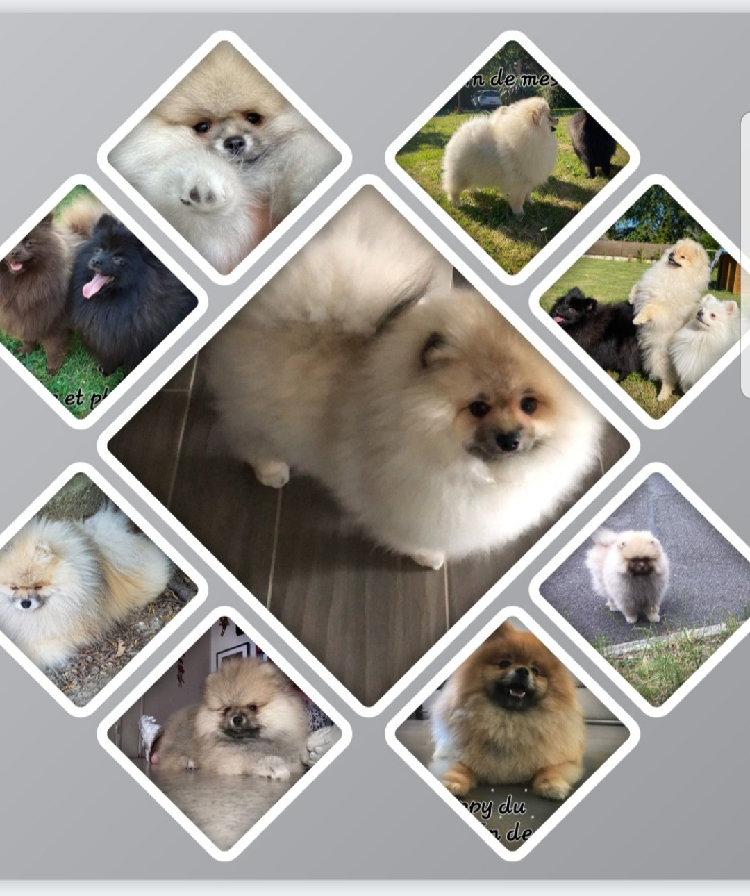 chiots males lof disponibes