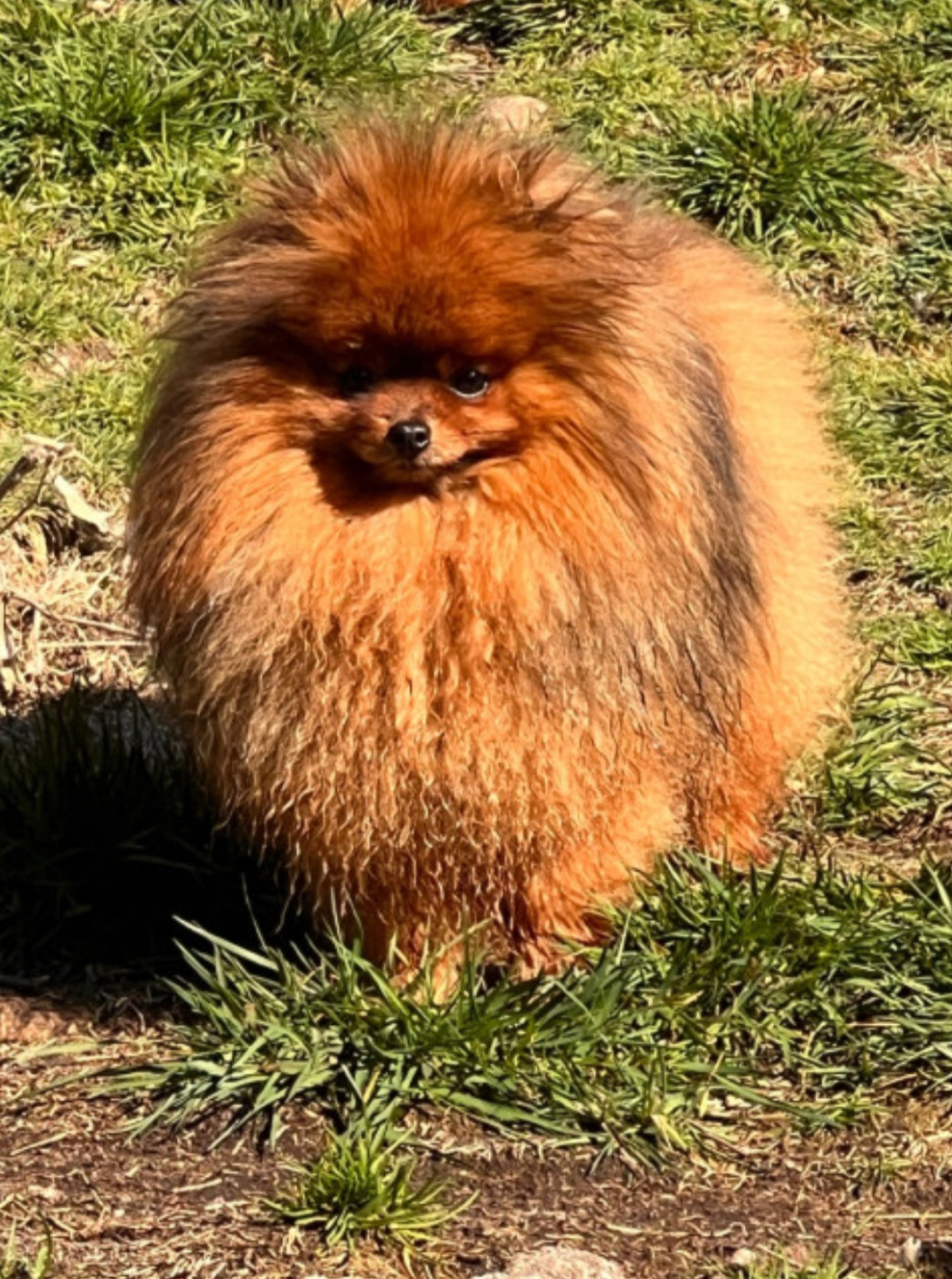 NAISSANCE DE 3 CHIOTS MALE ET UNE FEMELLE