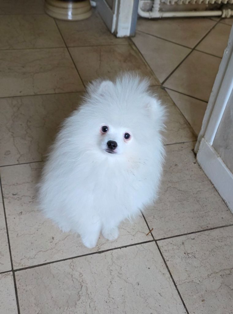 MALE  BLANC  DISPONIBLE 
