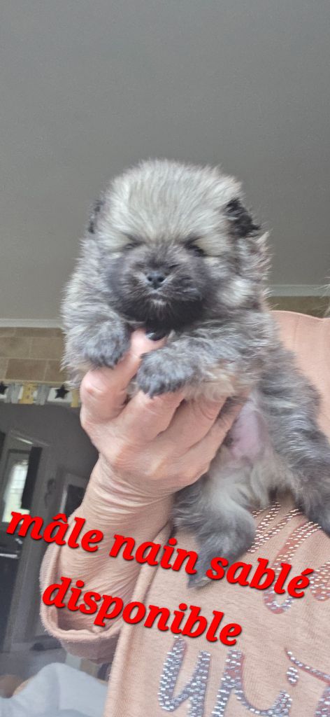 Joli Male pom sable lof disponible en décembre 