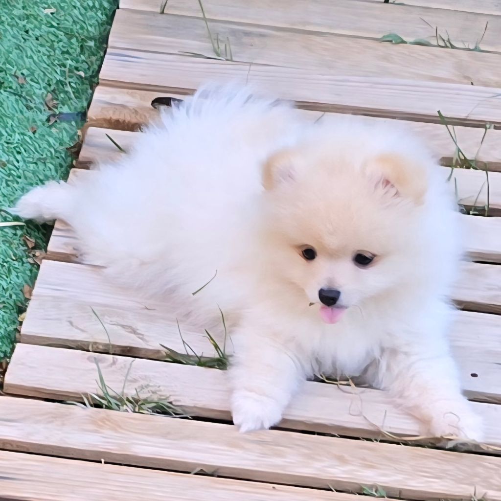 MALE CREME DISPONIBLE CARACTÈRE JOYEUX 