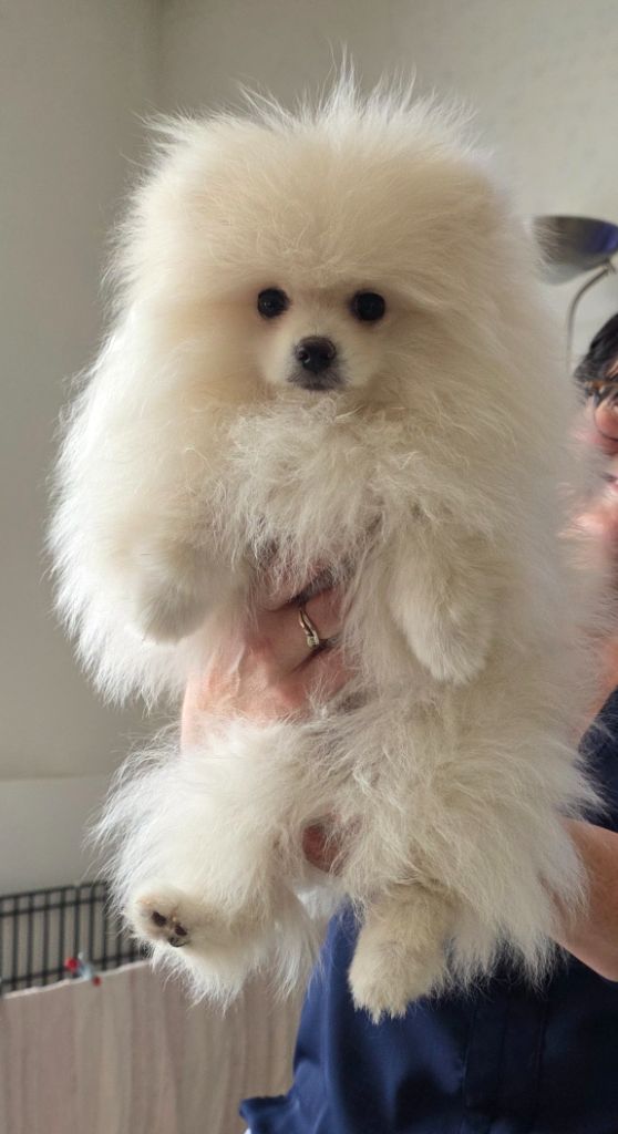 du jardin de Mesoz - Chiot male crème lof disponible 