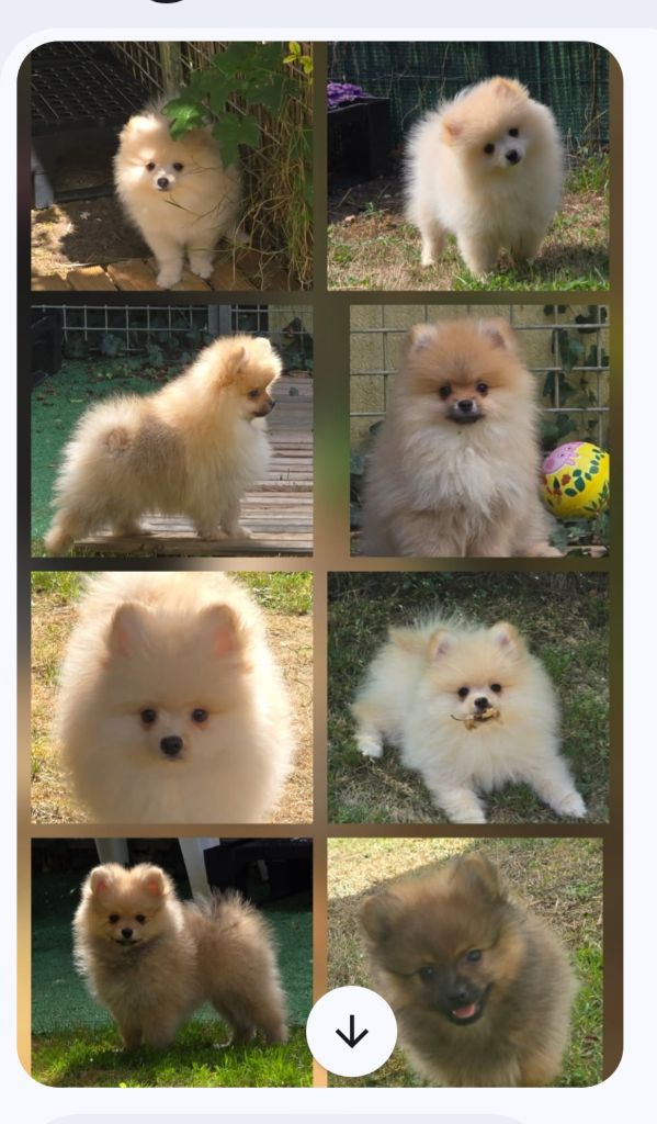 DISPONIBLE males et femelles lof disponibles de suite 