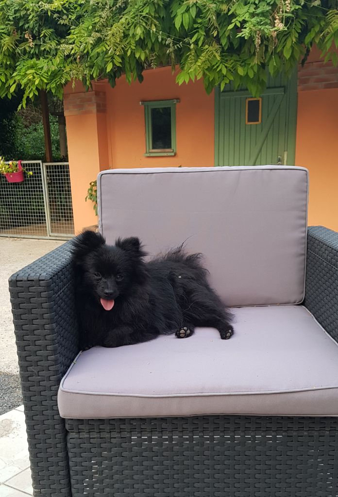 du jardin de Mesoz - Confirmation tan OLYA DES PETITS PETONS A CONTY 7.7.19