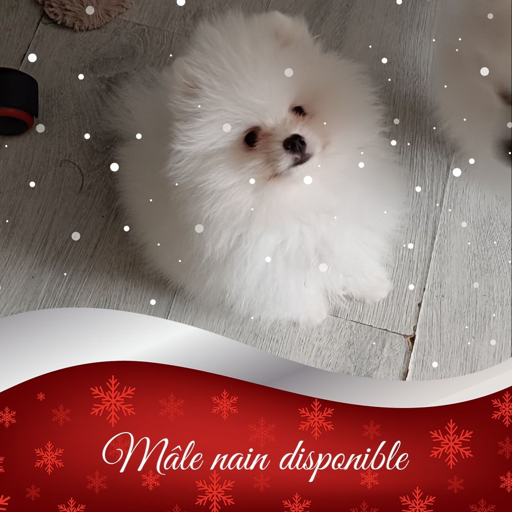 CHIOT A RÉSERVER 