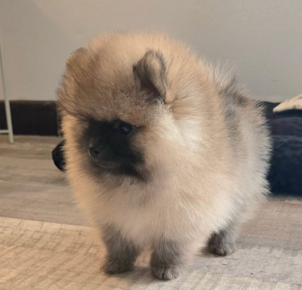 1 Chiot male disponible de suite 0677802547/0673053336