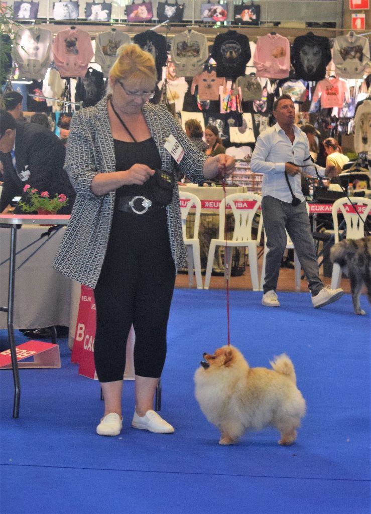 du jardin de Mesoz - MISS LADY du jardin de mesoz au championnat de france 2017