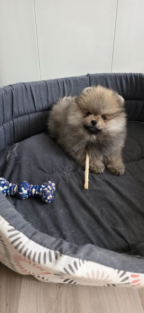 Chiot femelle pomeranian disponible de suite 