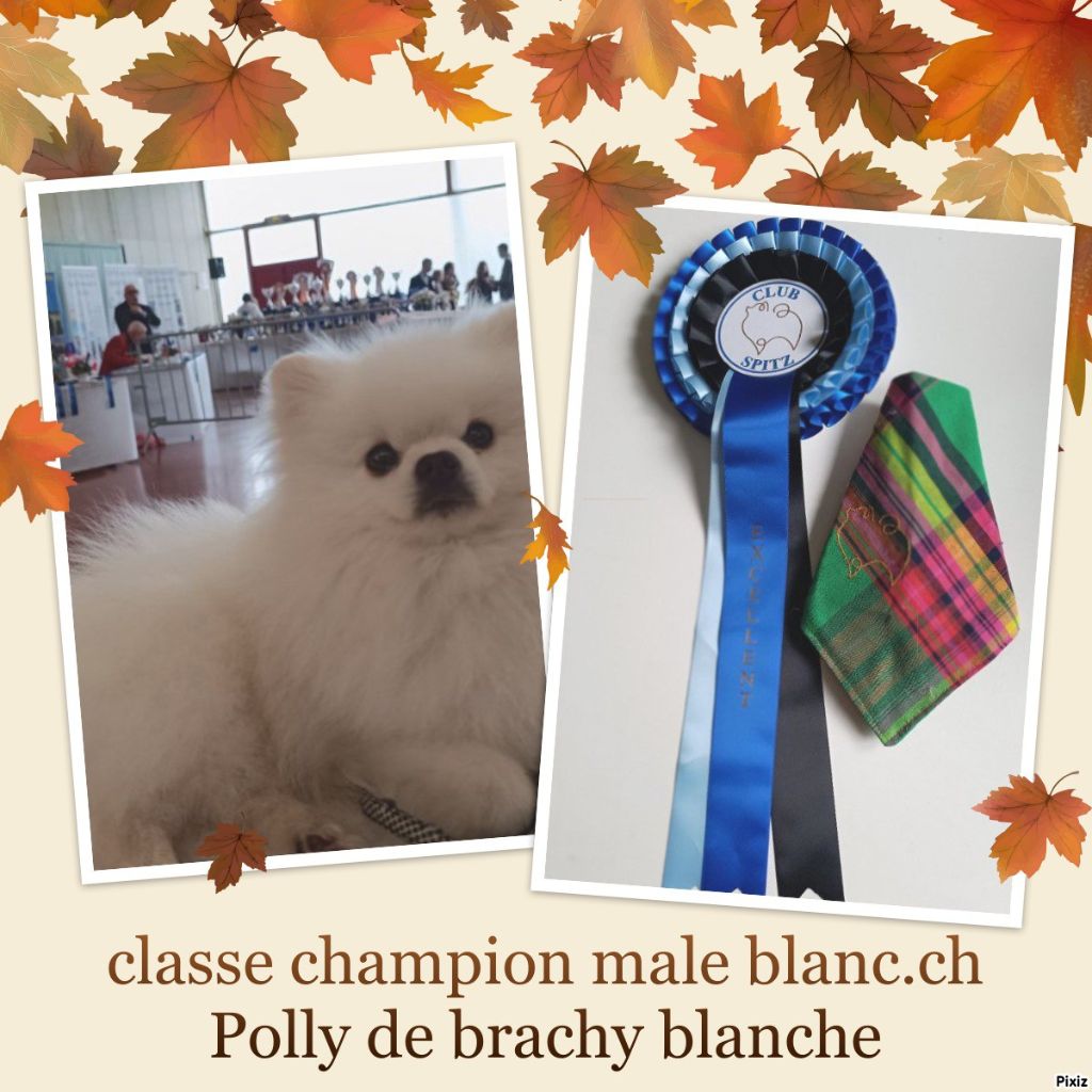 du jardin de Mesoz - NE 2023 a st Honoré les bains . Polly obtient l'Excellent en classe ch