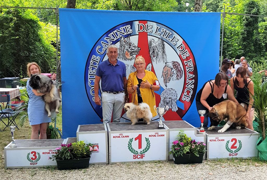 du jardin de Mesoz - expo de crecy la chapelle 8/7/ 2018 lupin meilleur du groupe 5