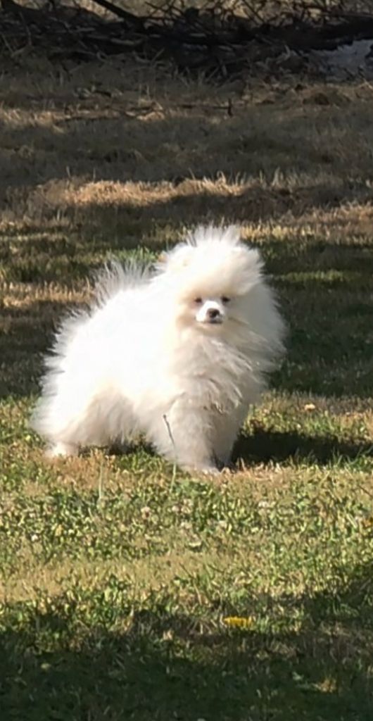 CHIOT  DISPONIBLE