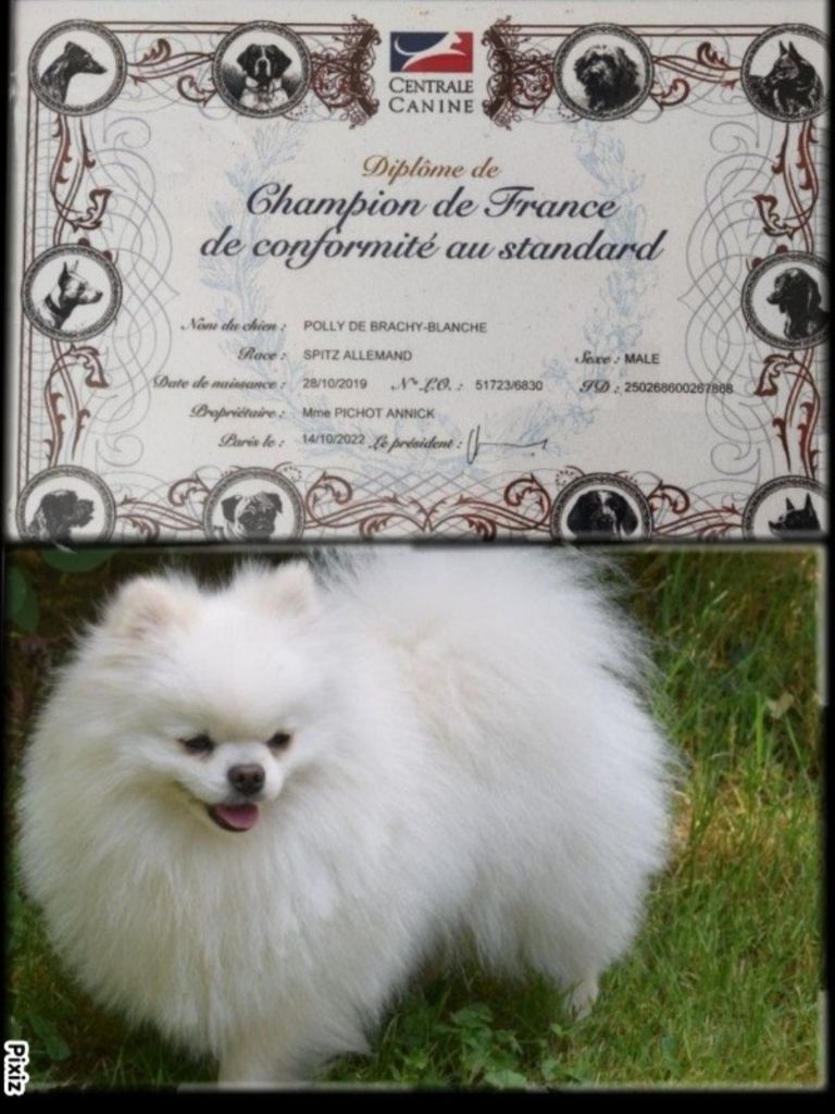 du jardin de Mesoz - Champion 2022 Polly de brachy blanche male nain blanc