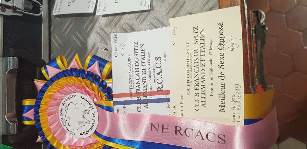 du jardin de Mesoz - NANS BLANC DE BRACHY BLANCHE à Angers NE 2019