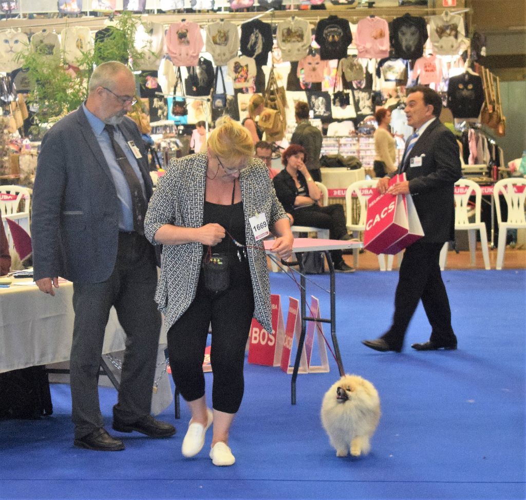 du jardin de Mesoz - LUPIN du temple d'adonis au championnat de france 2017