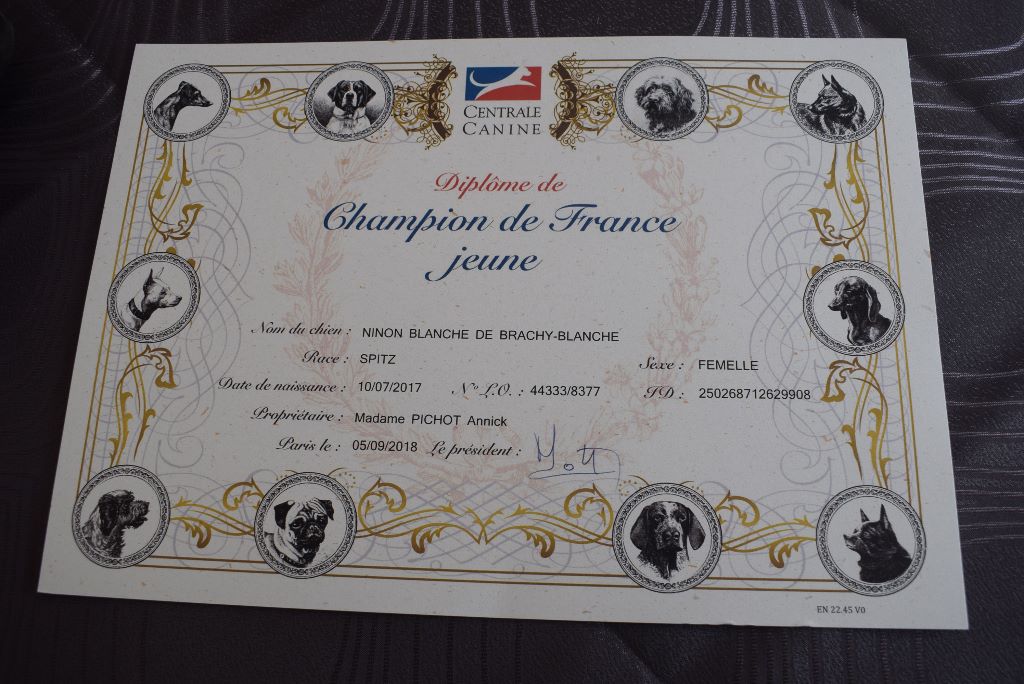 du jardin de Mesoz - NINON BLANCHE DE BRACHY BLANCHE CHAMPIONNE DE FRANCE 2018 CLASSE JEUNE