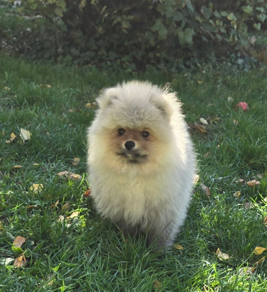 Chiot male disponible .renseignements 0673053336